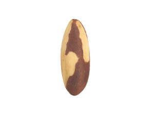 Brazil Nut #1