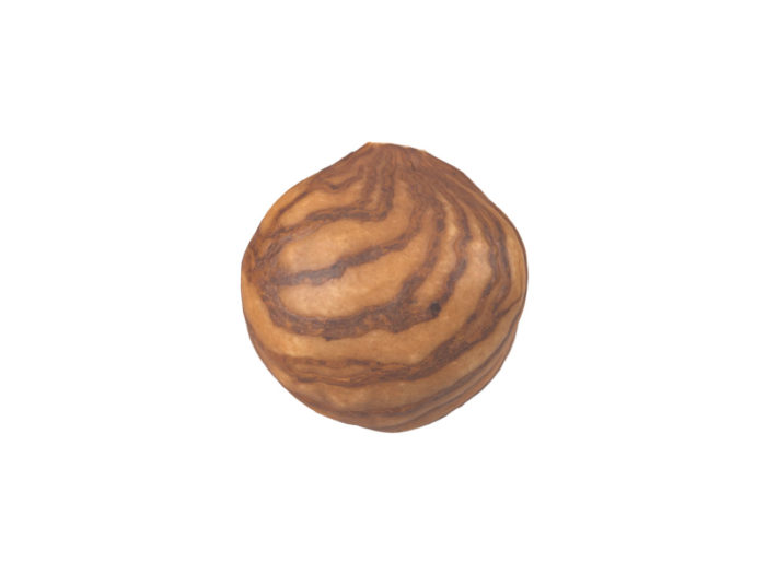 side view rendering of a hazelnut kernel 3d model