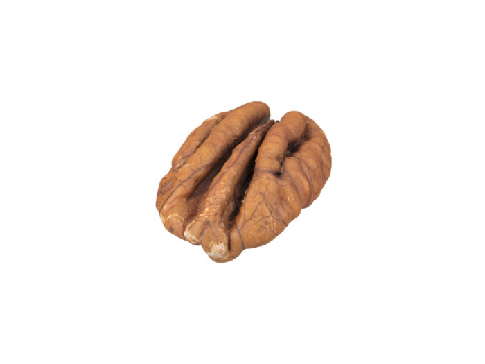 perspective view rendering of a pecan nut 3d model
