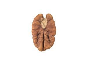 Pecan Nut #1