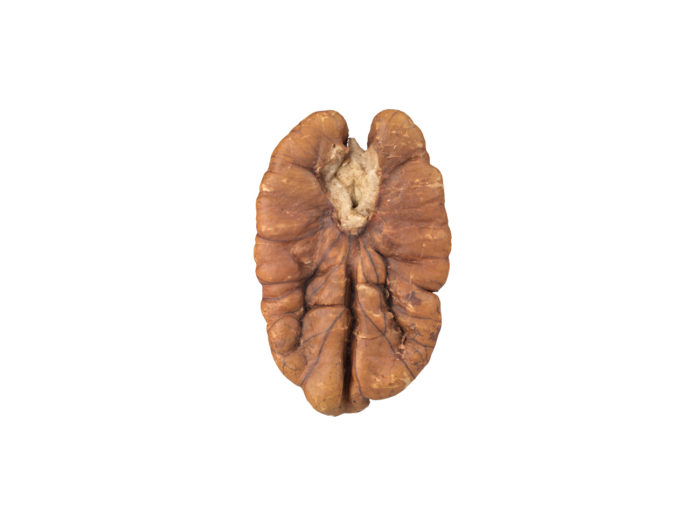 bottom view rendering of a pecan nut 3d model