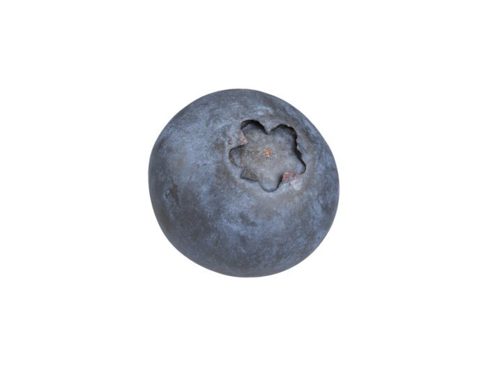 perspective view rendering of a blueberry 3d model
