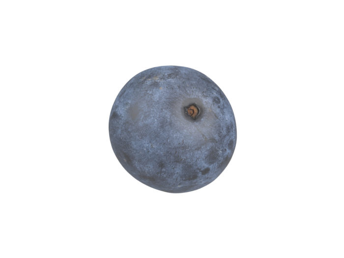 bottom view rendering of a blueberry 3d model