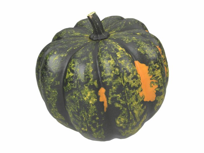 perspective view rendering of an acorn squash 3d model
