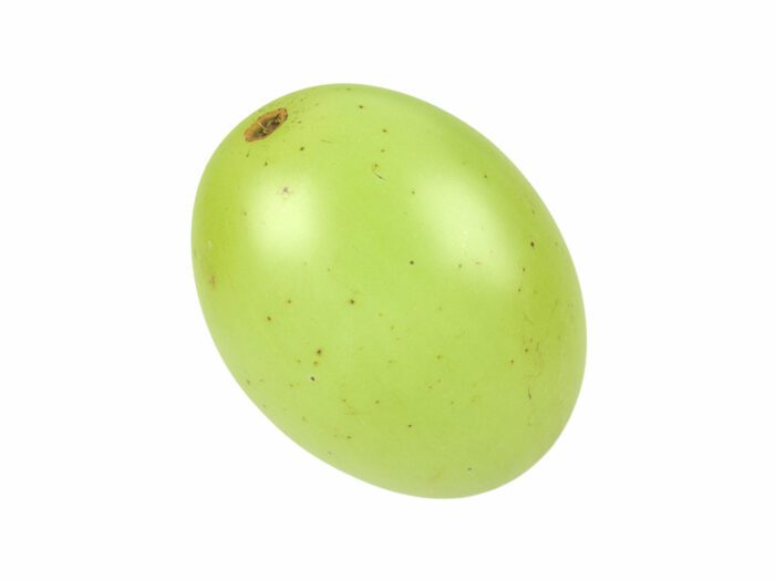 perspective view rendering of a grape 3d model