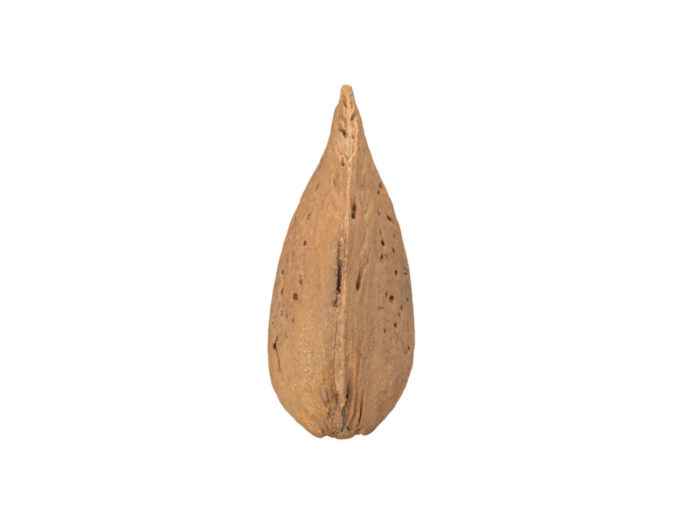 side view rendering of an almond in shell 3d model