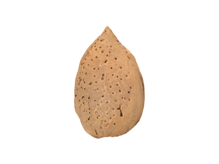 side view rendering of an almond in shell 3d model