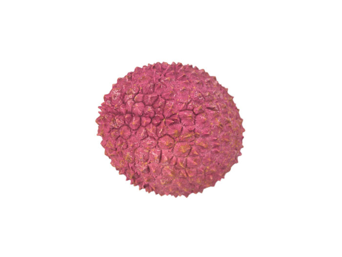 bottom view rendering of a lychee 3d model