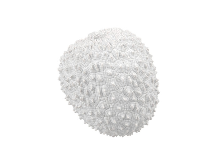 wireframe rendering of a lychee 3d model