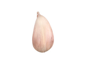 Garlic Clove #1