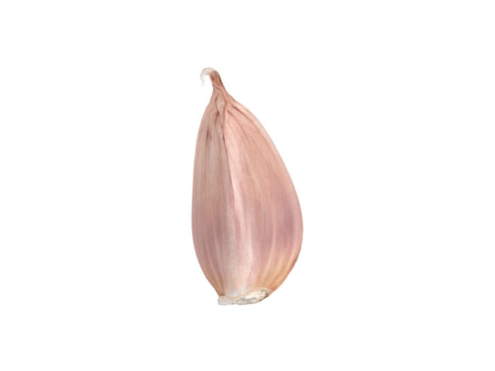 side view rendering of a garlic clove 3d model