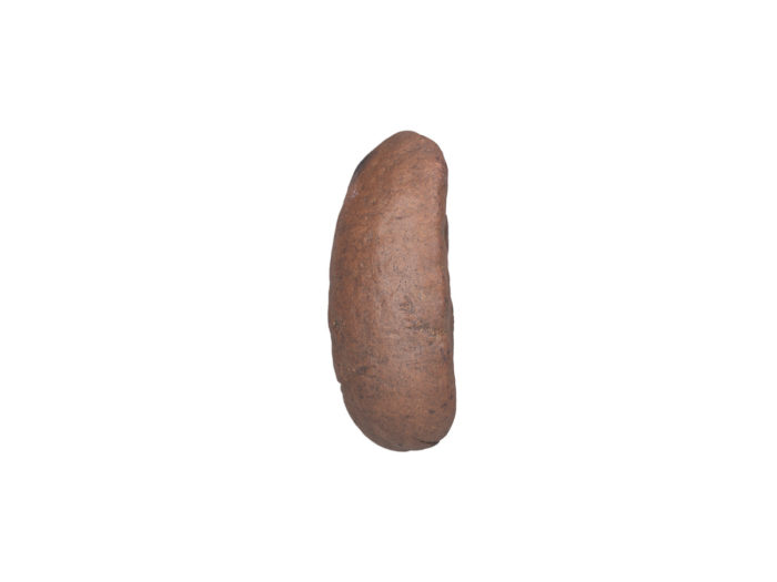 side view rendering of a coffee bean 3d model