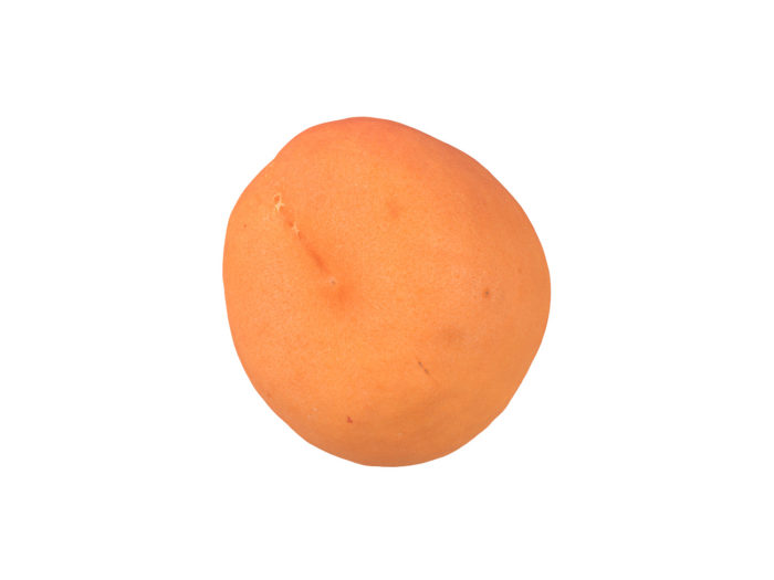 bottom view rendering of an apricot 3d model