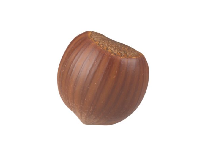 perspective view rendering of a hazelnut 3d model