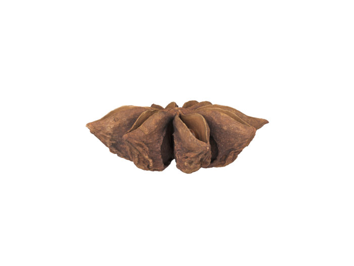 side view rendering of a star anise 3d model