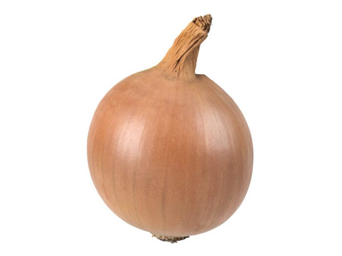 side view rendering of an onion 3d model