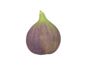 Fig #2