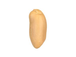 Peanut Kernel #2