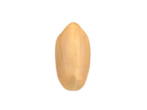 Peanut Kernel #2