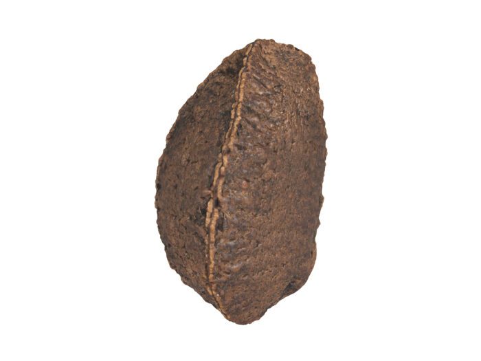perspective view rendering of a brazil nut in shell 3d model