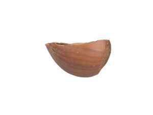 Hazelnut Shell #1