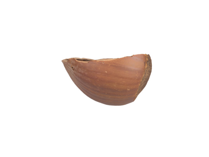 side view rendering of a hazelnut shell 3d model