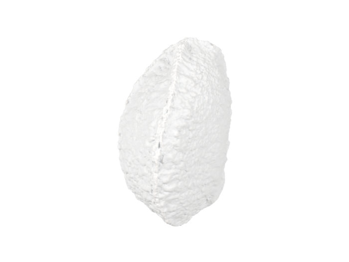 clay rendering of a brazil nut in shell 3d model